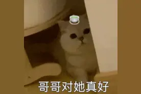 表情包丨不想努力了图片
