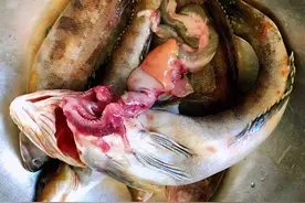 鱼身上“最精华”的3个部位，鱼贩子都留下自己吃，比鱼翅还珍贵图片