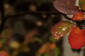 绝句•送外卖的小哥图片