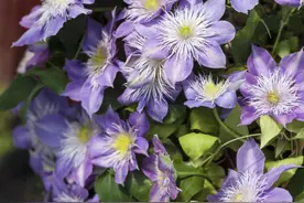 家有小院，用这几种植物打造“花墙”，从春美到秋图片