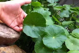 养好铜钱草，3个小诀窍，叶子“鸡蛋大”，绿的直冒油图片