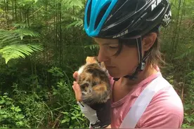 夫妇在骑行休息时，一只小猫咪跳上了车子，紧紧抱住他们不撒手图片