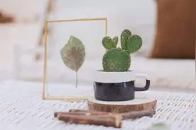 成人本科是什么学历？和普通本科有什么区别？图片