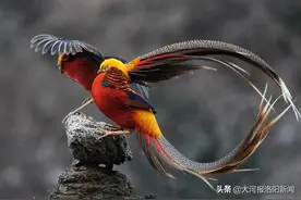 传说中的凤凰原型、红腹锦鸡安家洛阳深山，“鸟爸”王留记功不可没图片