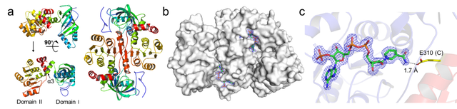 β-氨基酸脱氢酶的催化机理、理性设计及合成应用最新进展