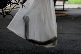 “龙虎斗”！毒蛇进家 猫咪护主拦截 消防解民忧！图片