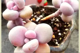 桃蛋粉，少女心！万紫千红独爱你图片