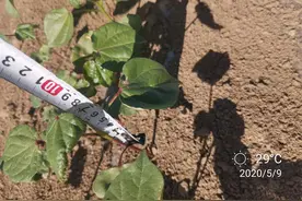 今年特殊气候下，进入五月棉花苗期管理有何不同，具体措施有哪些图片