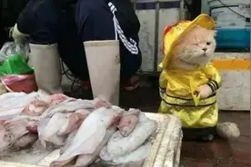 本来是去市场买鱼，结果被一只招财猫给招走了，这老板手段真是高图片