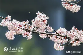 安徽六安：好一幅金寨山居图图片