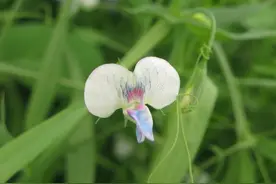 我住进女儿家3天，女婿赶走亲妈，8岁外孙大闹：姥姥太坏了图片