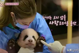 金子涵吻海豚后韩国女团又带妆摸熊猫幼崽 综艺频频犯错该打谁的板子？图片