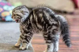 小猫生气有哪些表现？猫生气了怎么办？图片