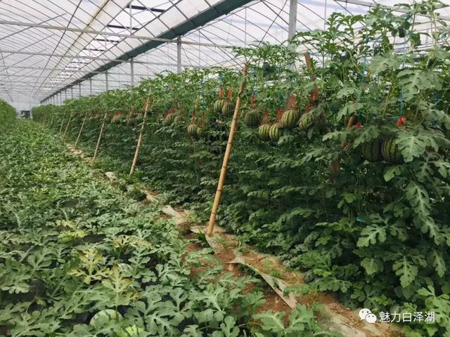 【文化节特辑】为期7天!6月1日-7日 2019·宜秀第三届龙舟文化节农耕体验精彩系列活动看过来!