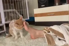 脚气上脸？小姐姐“吸”猫把脚气给“吸”到自己脸上了……图片