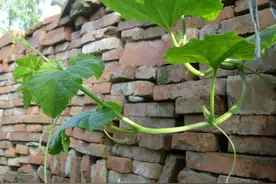 乡下常见的这些植物，竟然是植物界的天气预报员，你知道哪几种？图片
