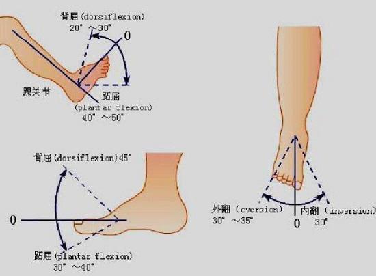 脚踝在哪脚踝位置介绍（踝关节的构造及扭伤机制）