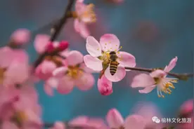 春暖花开，清明假期去哪儿玩？榆林周边游约起来！图片