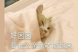 猫咪撩老公表情包合集｜好困困，要老公亲亲才起来图片