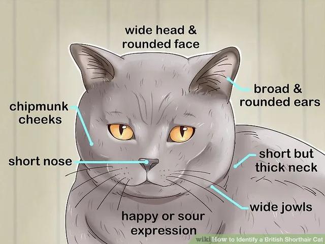 英国短毛猫丨蓝猫