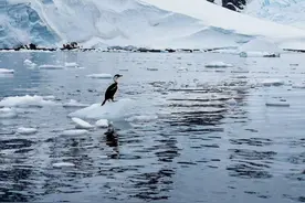 秋冬季，用好营养，谨防感冒图片