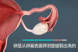 月经的形成与内部状况，3D动画演示视频封面