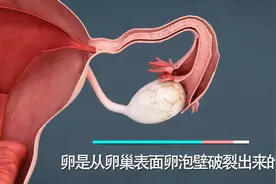 月经的形成与内部状况，3D动画演示