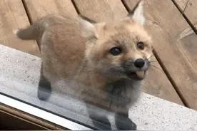 小狗主动求收养，女孩越养越“不对劲”，邻居说：它根本不是狗图片