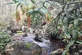 稀罕！绥宁黄桑又发现一珍稀植物，你见过吗?图片