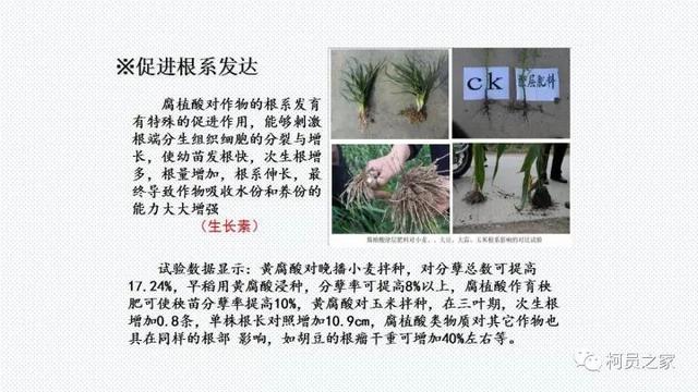 氨基酸、腐殖酸、黄腐酸都是什么东东？有啥用？