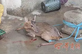 囧鹿！野生小鹿闯进长安农家院，惊慌失措掉进粪坑，还好户主不嫌臭图片