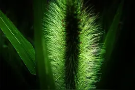 风中绚丽多彩的狗尾巴草图片