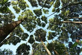 连植物也有的社交恐惧，害怕与人打交道多难啊图片