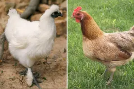 乌鸡和普通鸡有什么区别？乌鸡为什么常用作炖汤？我来告诉你图片