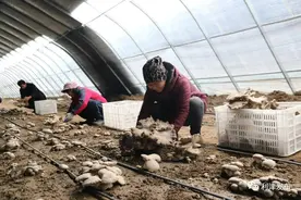北宋镇：大牛村的灵芝菇“牛”起来了图片