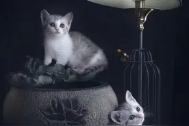 何以解忧？唯有拍猫！简单3招，教你有效提高猫片拍摄成功率图片