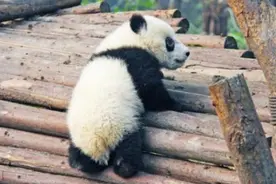 大熊猫发怒，什么动物可以镇住它？专家：估计就只有它的“表哥”图片