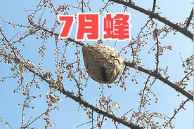 俗语“七月蜂八月蛇，九月黄鳝惹不得”，黄鳝和蛇一样可怕，为何图片