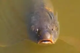 抓住野生鲤鱼的这几个习性，助你轻松钓获大鲤鱼图片