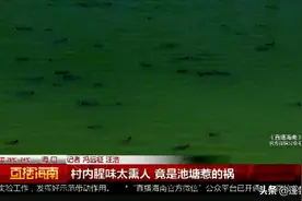 村内腥味太熏人 竟是池塘惹的祸图片