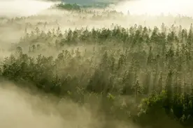 金沙遗梦：3000年前的成都平原，亚洲象成群，貔貅随处可见图片