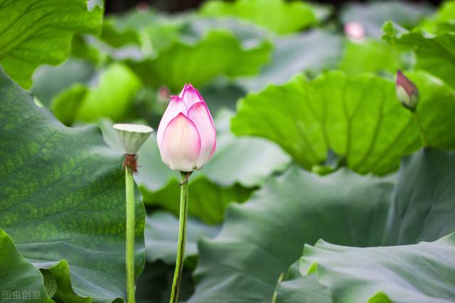 冬病夏治三伏天养生知识（三伏养生要点早知道）