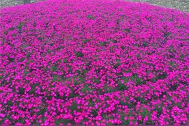 地被植物中的新秀——欧石竹图片