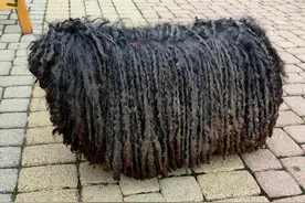 同样被人驯化，为什么猫与猫区别那么小，狗与狗区别却那么大？图片