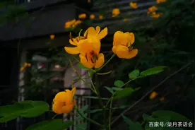 农村常见的蛇灭门是什么植物？为何蛇见了都绕着走？是什么原因图片