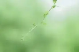 不当爹了，直接当爷爷图片