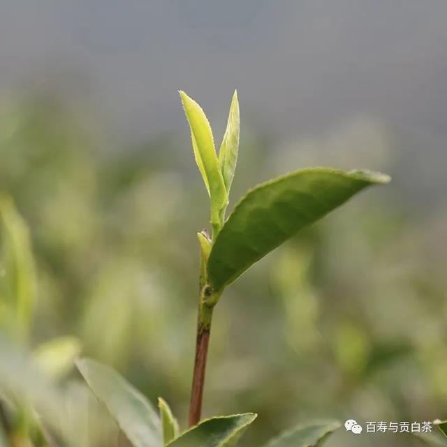 茶叶中的芳香物质，一万字详细讲解，带您走进茶香世界
