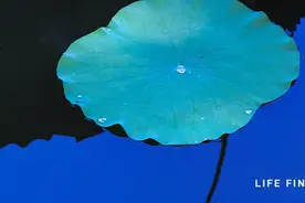杜甫：永远少年，永远热泪盈眶图片