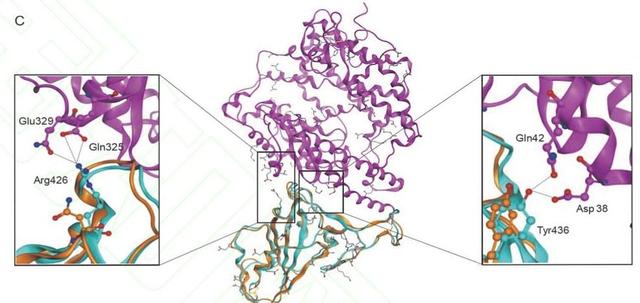 基因战的阴谋论