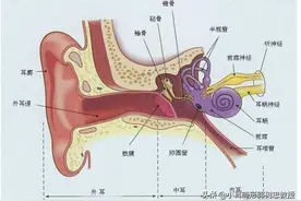 你知道为什么人的耳朵长成这个样子吗？图片